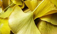 银杏树叶的比喻句