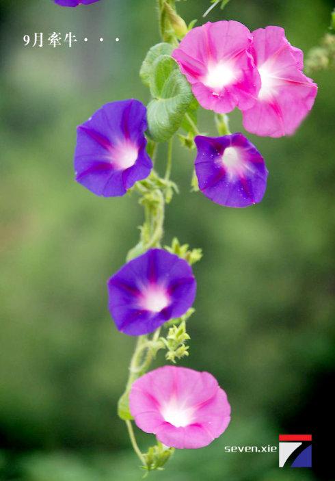 花语