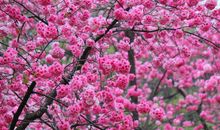 关于樱花的比喻句