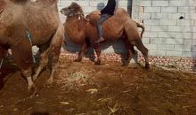 见骆驼说马肿歇后语