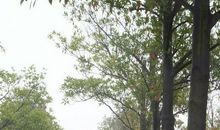 比喻句松树像什么