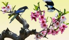 关于喜鹊的比喻句