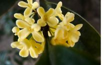 关于桂花的比喻句