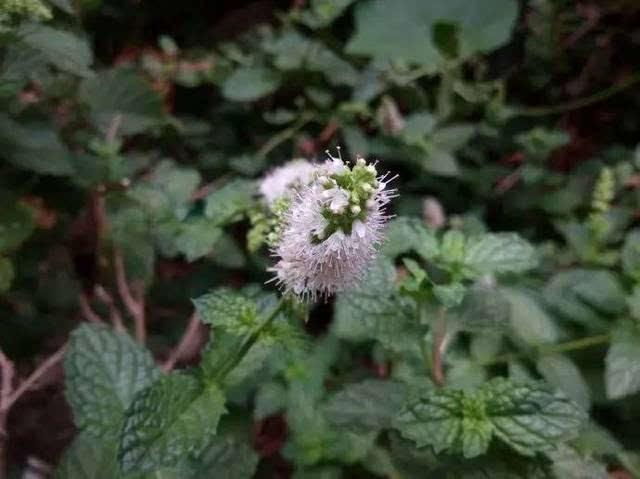 对杂草的好句子的赞赏