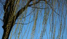 有关柳树的比喻句