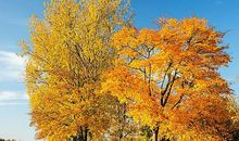 描写秋季美景的句子