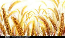 关于高粱的比喻句