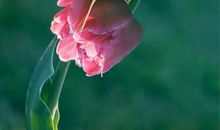 描写景美人美的诗句