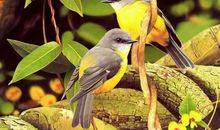 描写鸟叫的句子