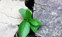 描写小草坚强的句子