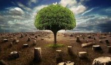 有关保护树木的谚语