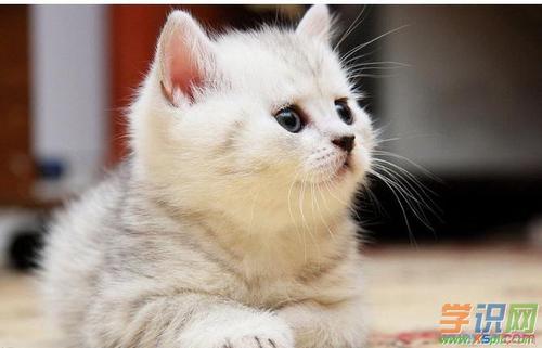 用布袋买猫