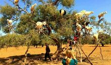 保护树木的谚语