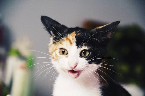 猫打nor寓言