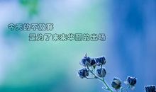 坚持不放弃的句子