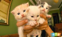 猫开头的歇后语