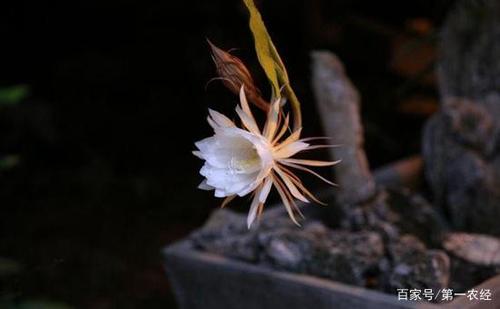 主显节
