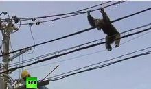 大路上的电线杆歇后语