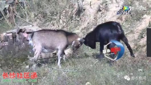 寓言的山羊战斗
