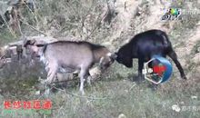 山羊打架歇后语