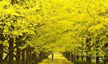 赞美初秋的句子