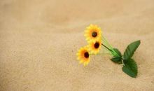 励志经典句子句句穿心