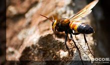 属马蜂的歇后语