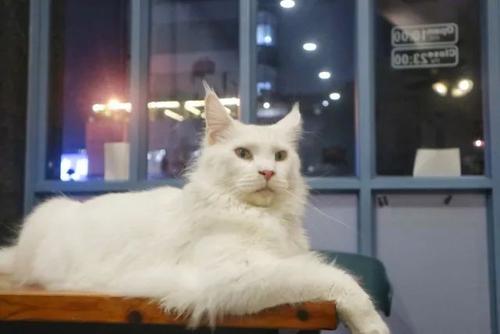 猫不吃咸鱼