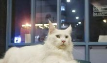 猫不吃咸鱼歇后语