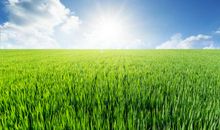 形容水稻的比喻句