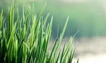 二十四节气立夏的谚语