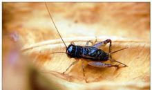 蝉鸣蟋蟀叫歇后语