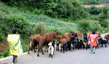 放羊娃喊救命歇后语