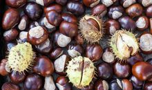 秋天的果实比喻句