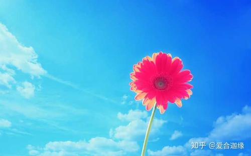 渴望感情的句子