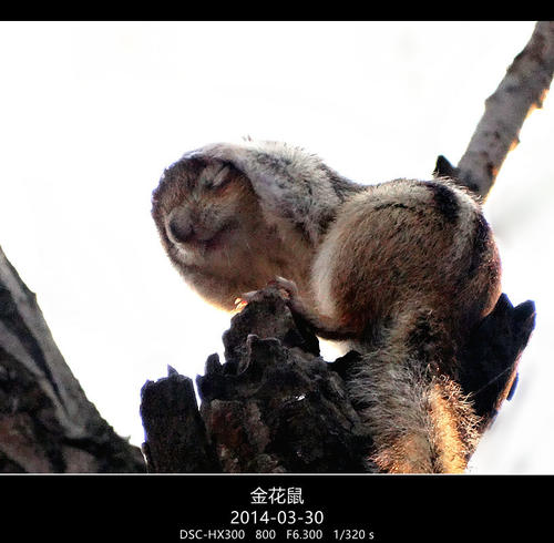 老鼠
