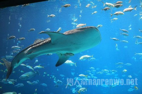 海上的好句子