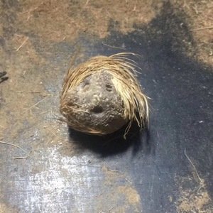 猫钻寓言寓意