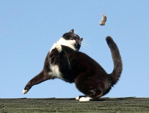 猫玩老鼠寓言