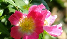 花儿盛开了比喻句