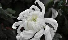 缅怀亲人去世的句子