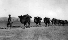 拉骆驼放羊歇后语