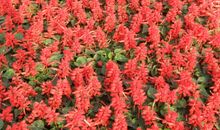 刚认识的朋友祝福语