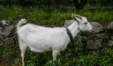 狼窝里的山羊歇后语