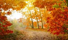 描写秋天的美句子