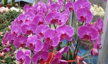 百花怒放造句大全