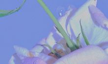 深入人心的感情文案 抖音最火情感文案