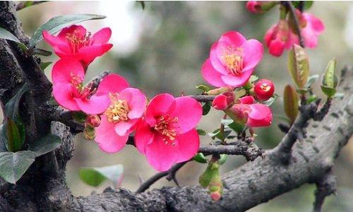 花比喻句