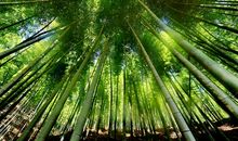 描写竹子绿的句子