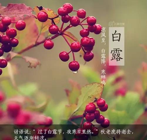 白鹿的谚语